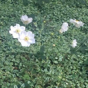 Meet your Posher, Sierra